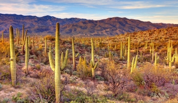Arizona: Saguaro National Park & the Sonoran Desert 17