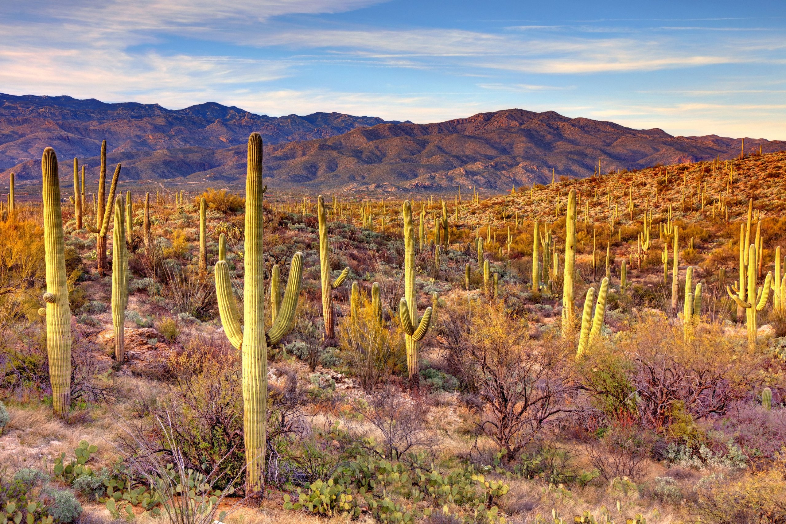 Arizona: Saguaro National Park & the Sonoran Desert 17