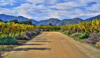 Chile's Coastal Vistas & Vineyards 4