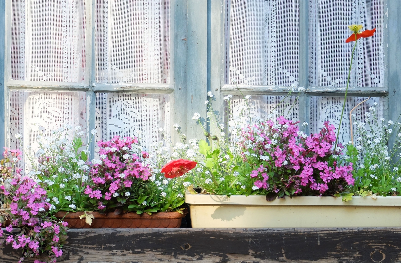 Potted plants on window