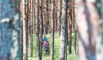 Group of hikers walking through a forest in Nida, Lithuania