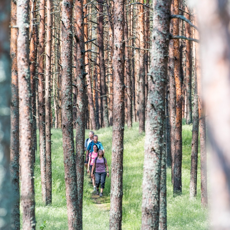 Group of hikers walking through a forest in Nida, Lithuania