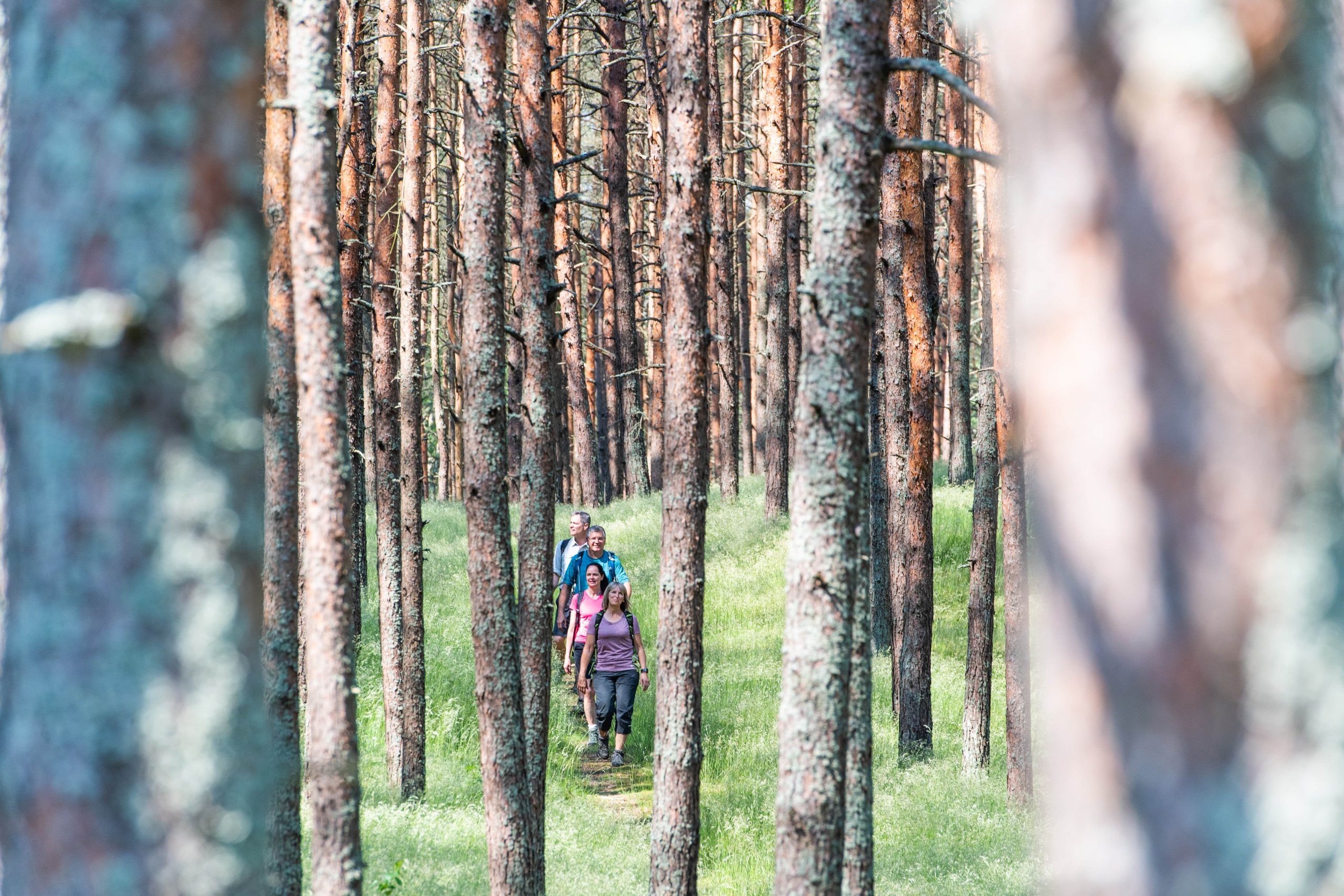 Group of hikers walking through a forest in Nida, Lithuania