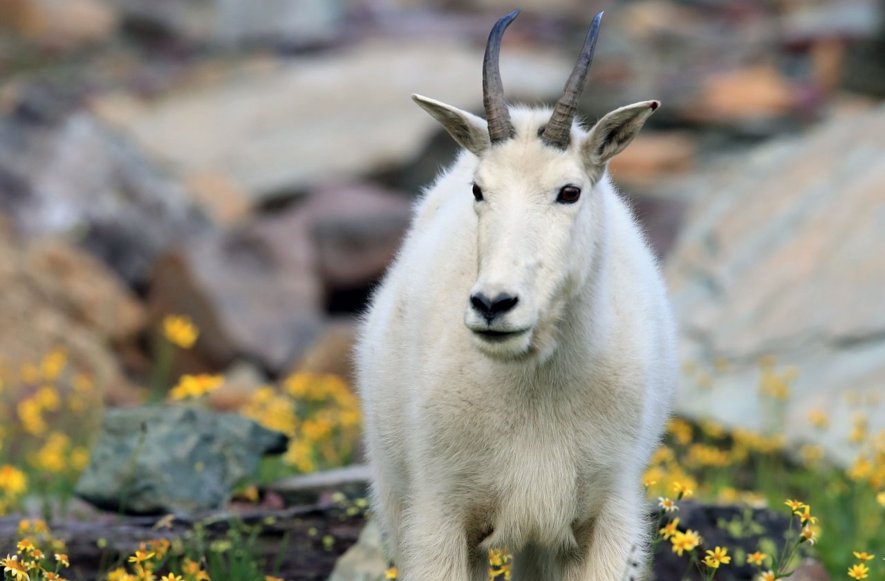 Montana: Glacier National Park 8