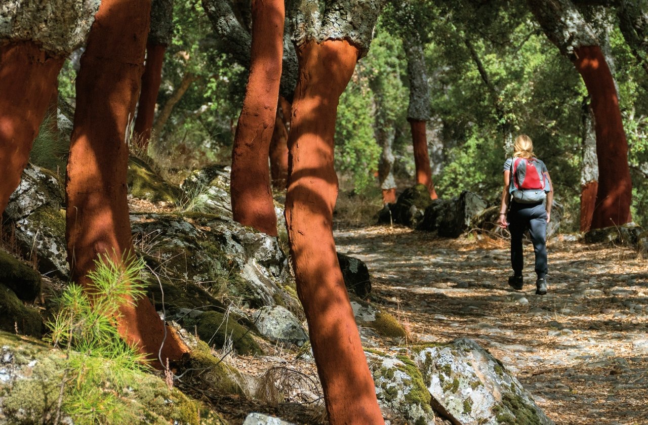 Back shot of a woman walking in a forest