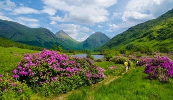 Hikers walking along a trail surrounded by green fields and purple wildflowers with a small pond and mountains in the distance, in the Sottish highlands, Scotland