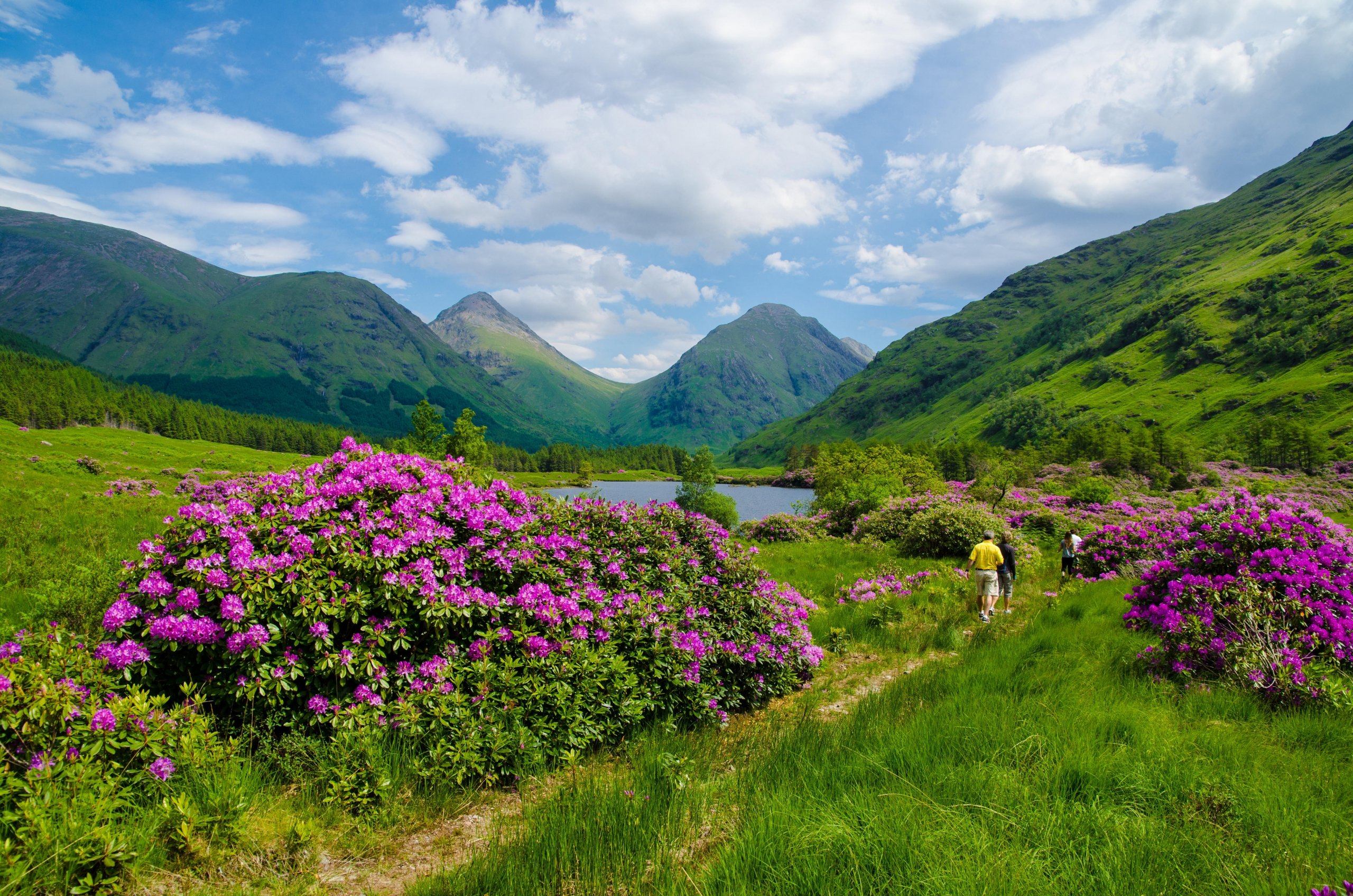 Hikers walking along a trail surrounded by green fields and purple wildflowers with a small pond and mountains in the distance, in the Sottish highlands, Scotland