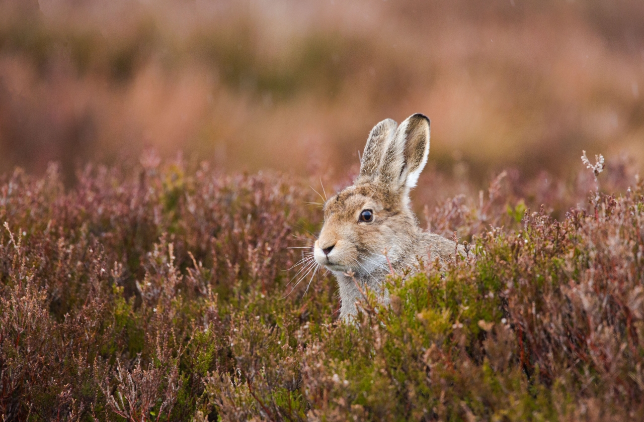 Scotland: The Scottish Highlands & Cairngorms National Park 5