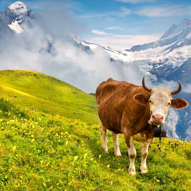 Switzerland: Zürich, Wengen & Zermatt 16