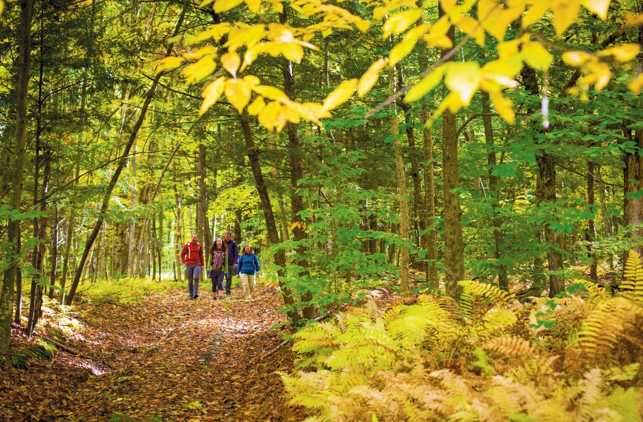 Vermont: Fall Foliage 6