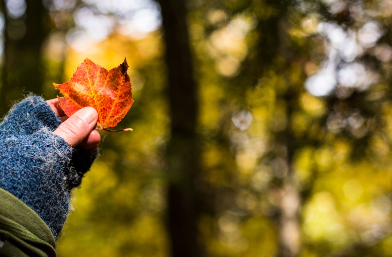 Vermont: Fall Foliage 7