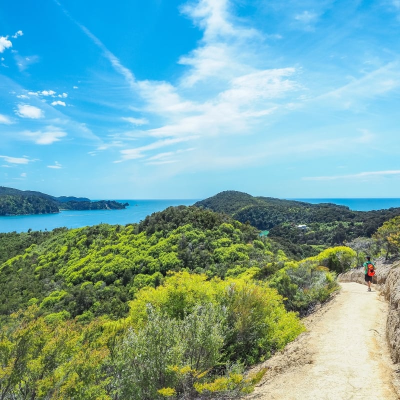 hiker on a scenic path with views of a bay in the distance, in New Zealand