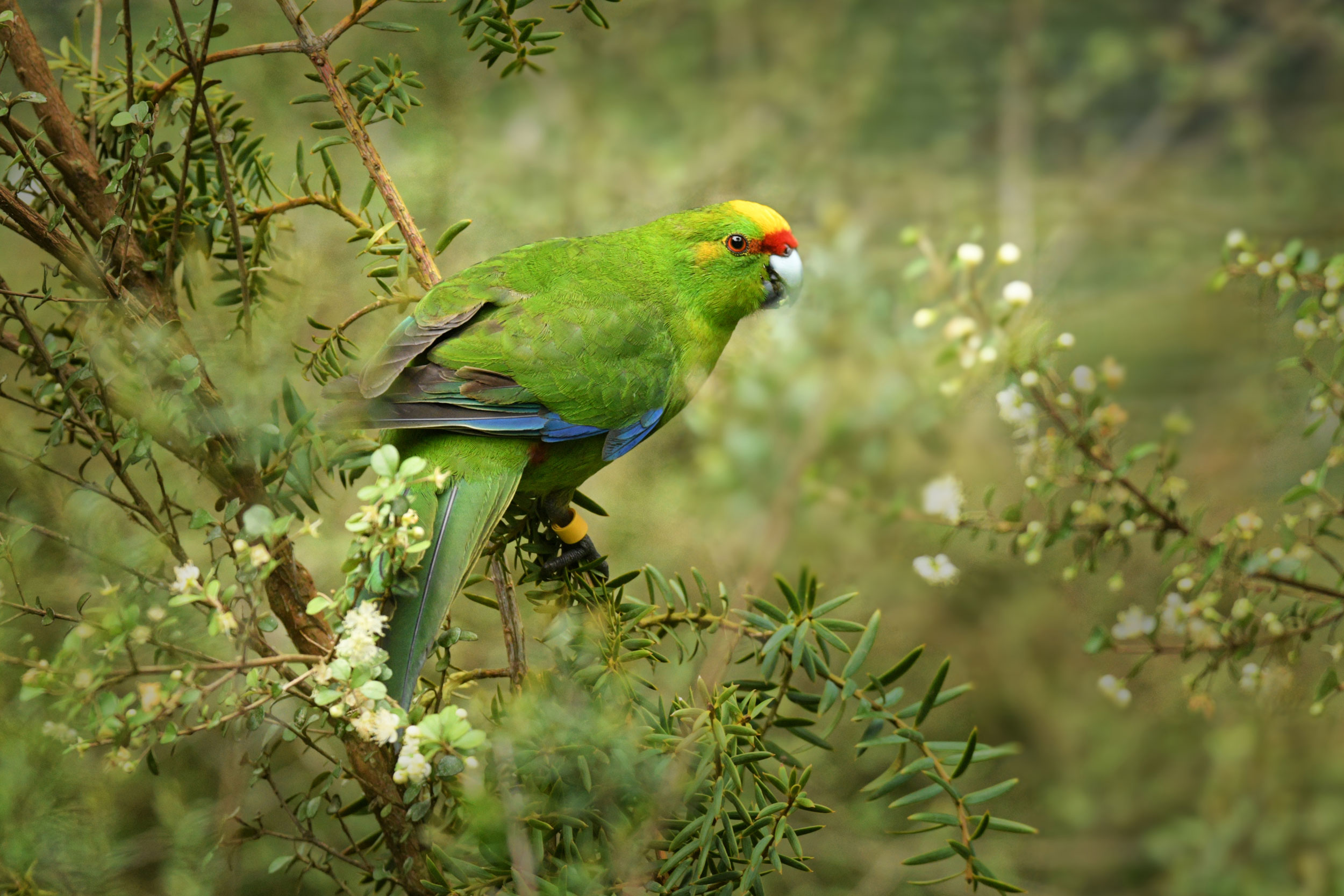 New Zealand: The South Island 2